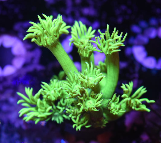 WYSIWYG Sour Apple Goniopora 1.5" (CRAZY BRIGHT!)