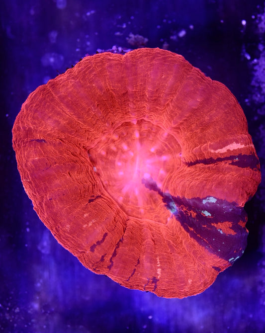 WYSIWYG XL Red A-Grade Scolymia 3.5"