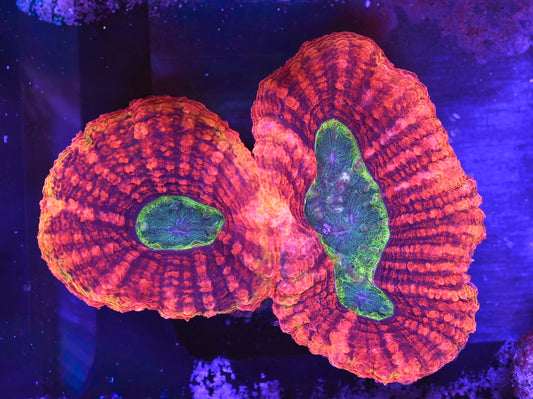 WYSIWYG Incredible Rainbow Lobophyllia 5" (CRAZY!)