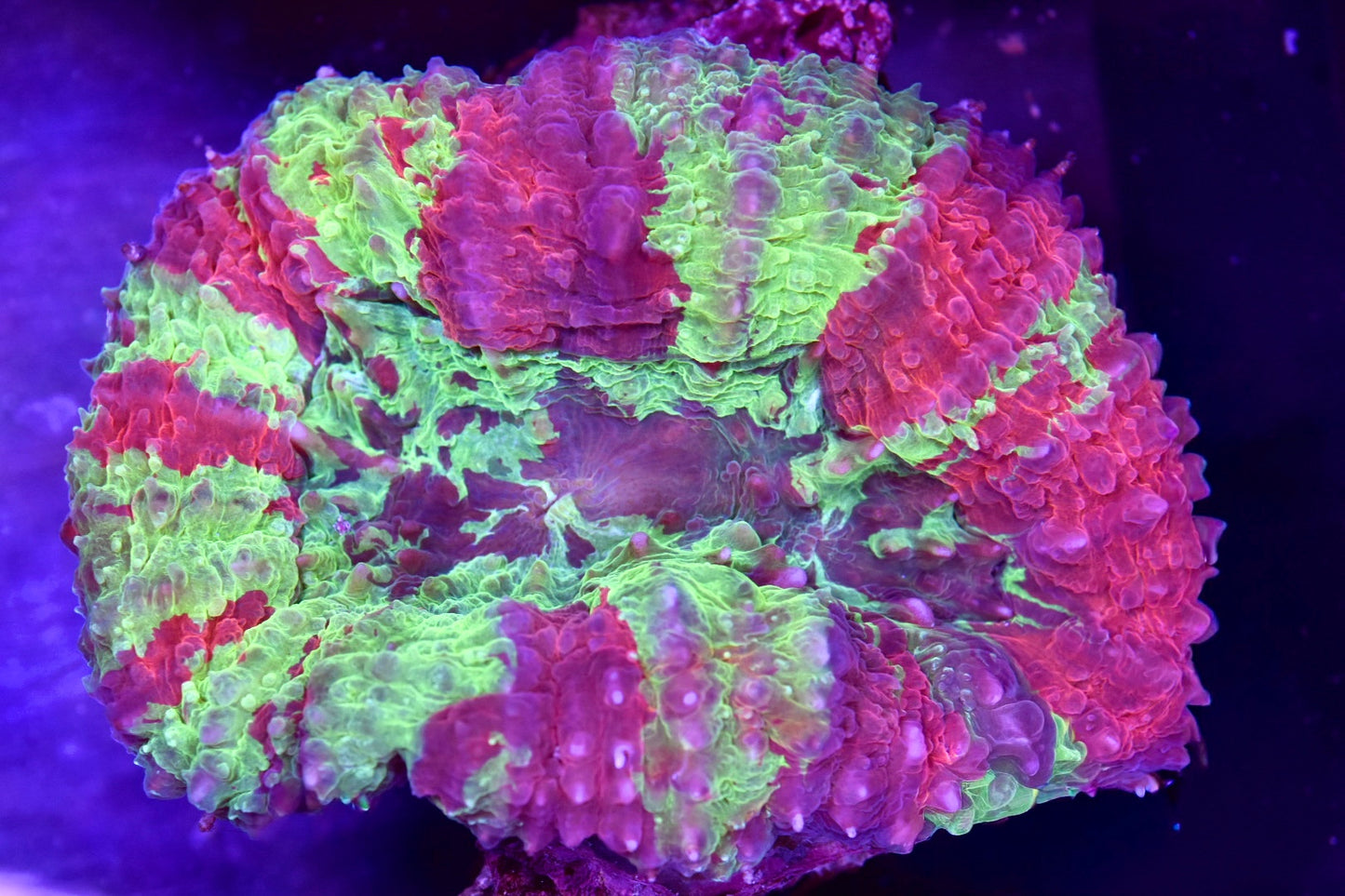 WYSIWYG Grafted Rainbow Lobophyllia 4.5" (INSANE!)