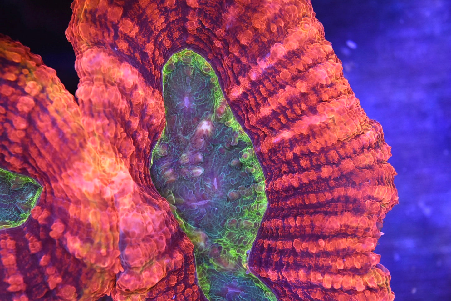 WYSIWYG Incredible Rainbow Lobophyllia 5" (CRAZY!)