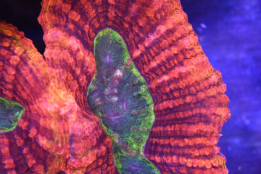 WYSIWYG Incredible Rainbow Lobophyllia 5" (CRAZY!)