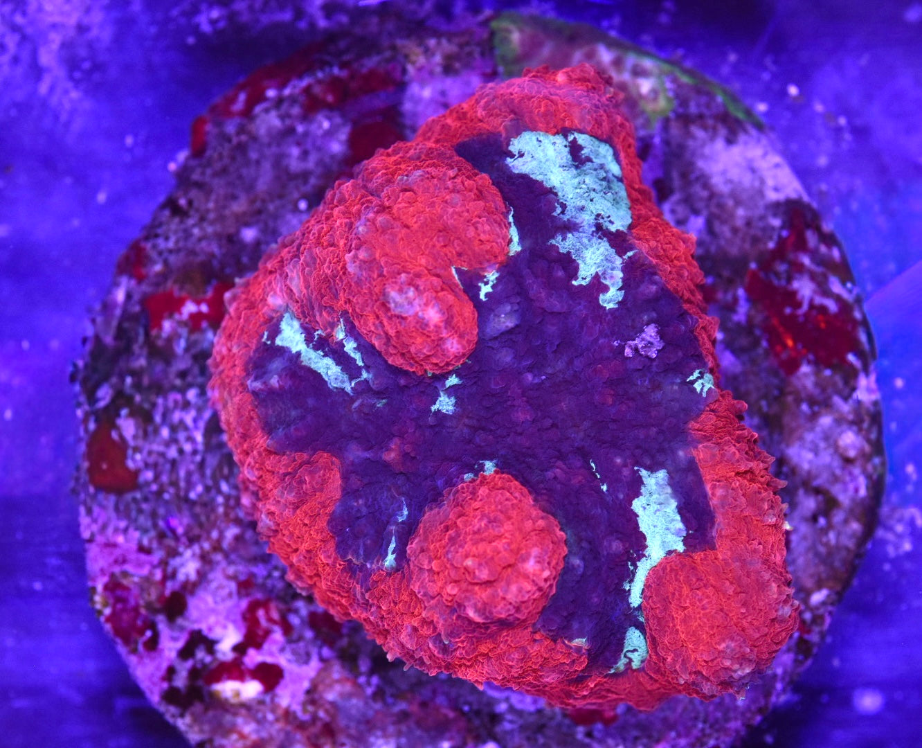 WYSIWYG Rainbow Symphyllia 3.5"