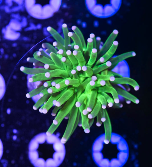 WYSIWYG Cotton Candy Torch 3"