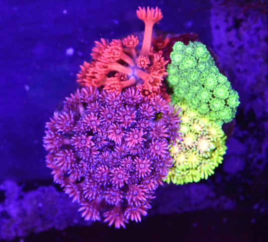 WYSIWYG Mixed Rainbow Goniopora Colony 3.5" (UNQIUE!)