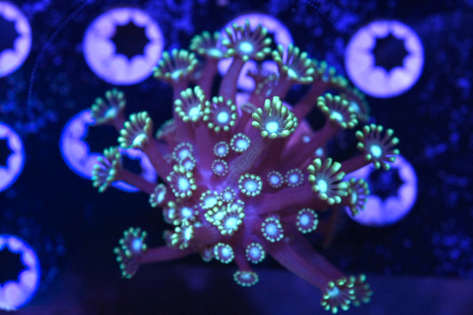 WYSIWYG Ultra Branching Alveopora 2.5"