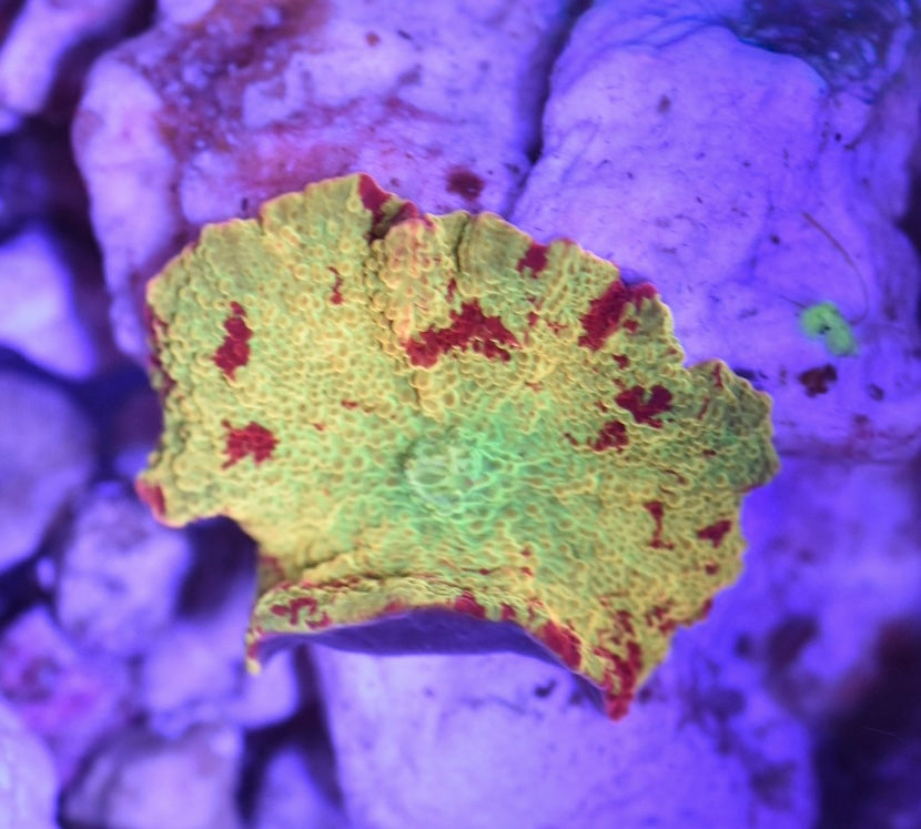 WYSIWYG Eclectus Jawbreaker Mushroom 1.5" (THREE COLOR!)