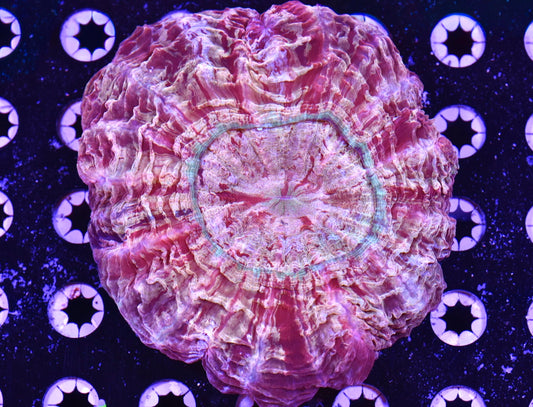 WYSIWYG Incredible Rainbow Acanthophyllia 5" (INSANE!)