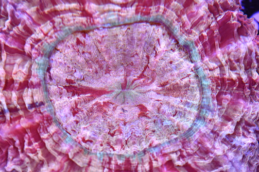 WYSIWYG Incredible Rainbow Acanthophyllia 5" (INSANE!)