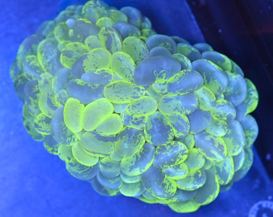 WYSIWYG XL Toxic Splatter Bubble 5.5" (WOW!)