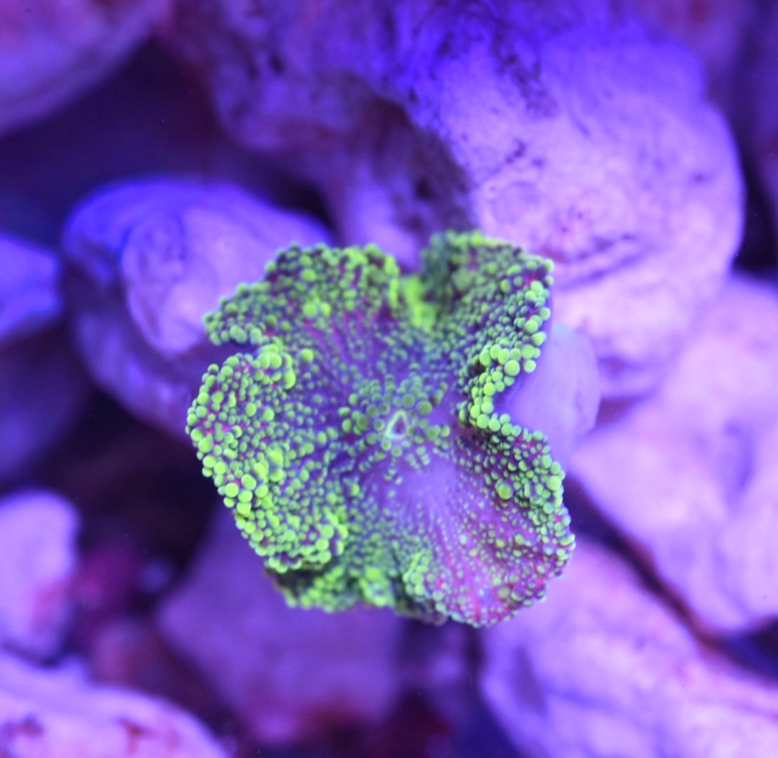 WYSIWYG Pink and Green Yuma Mushroom 1"