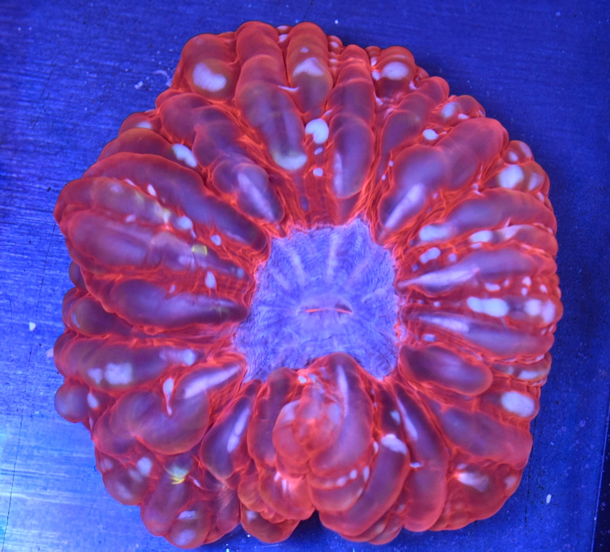 WYSIWYG Ultra Rainbow Cynarina 5" (CRAZY!)