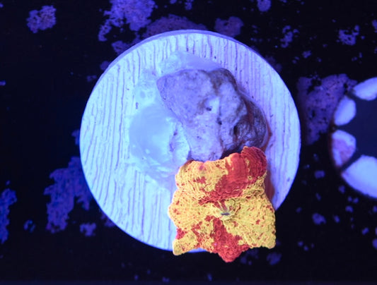 WYSIWYG Eclectus Jawbreaker Mushroom 1"