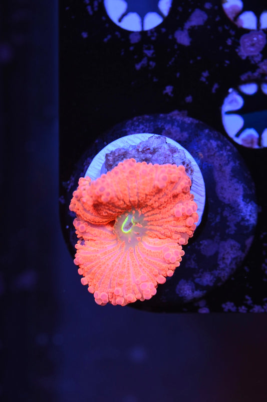 WYSIWYG Sun Ray Rainbow Yuma Mushroom 2.5" (INSANE!)