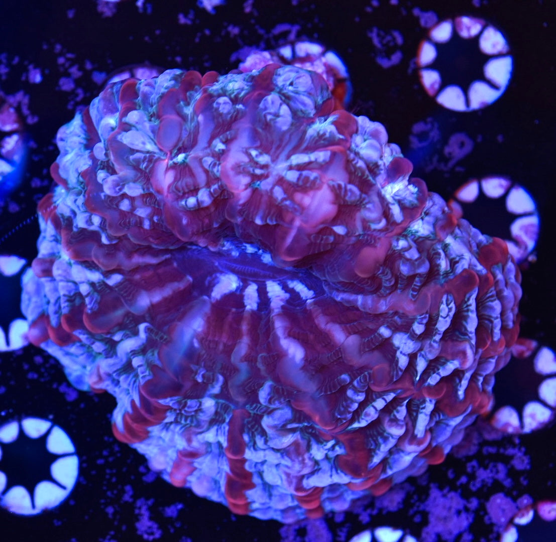 WYSIWYG Ultra Rainbow Indophyllia 4"