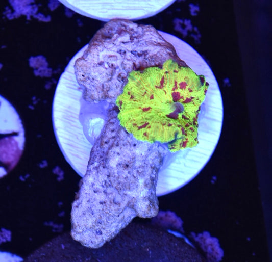 WYSIWYG Eclectus Jawbreaker Mushroom 1" (UNQIUE!)