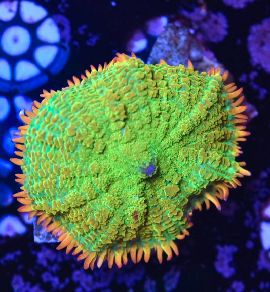 WYSIWYG Tequila Sunrise Mushroom 2"