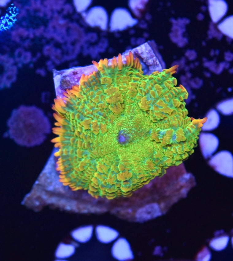 WYSIWYG Tequila Sunrise Mushroom 2"