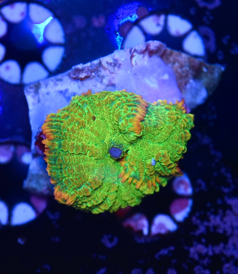 WYSIWYG Tequila Sunrise Mushroom 2"