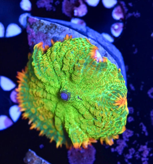 WYSIWYG Tequila Sunrise Mushroom 2"