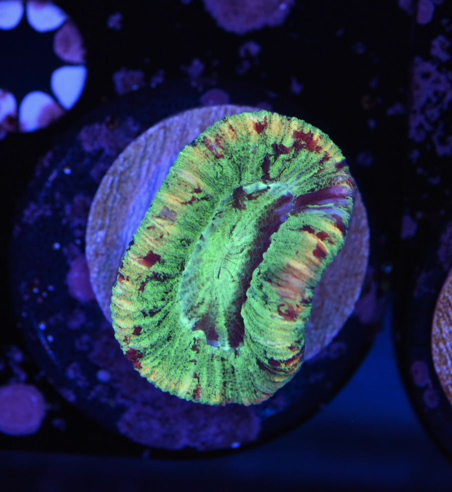 WYSIWYG Rainbow Trachyphyllia 2"