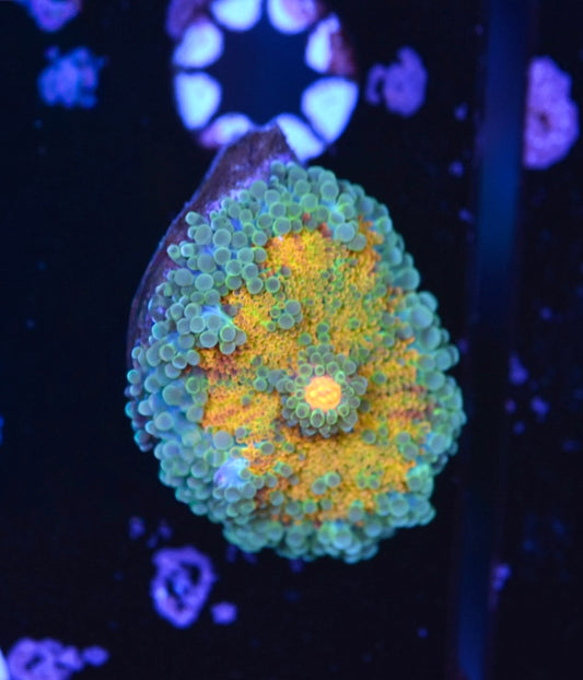 WYSIWYG Tide Rise Rainbow Yuma Mushroom 2"