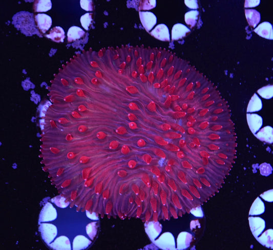 WYSIWYG Pink Vader Diaseris Plate 3" (WOW!)