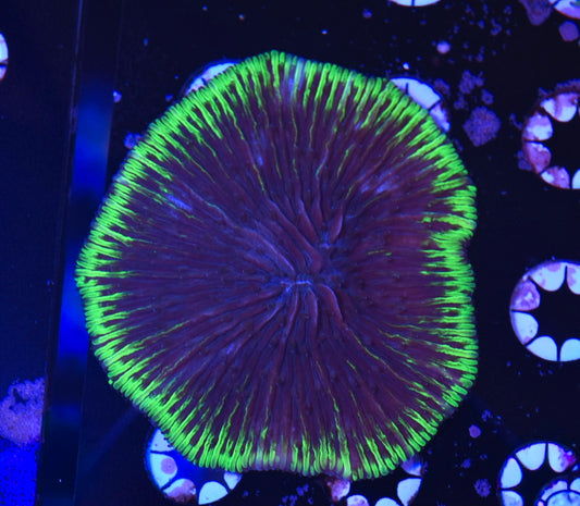 WYSIWYG UFO Fungia Plate 3"