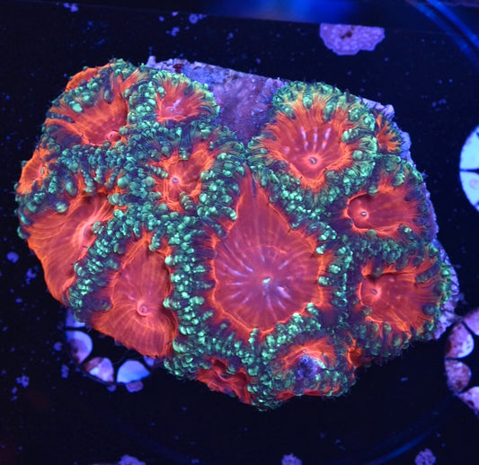 WYSIWYG Glitter Rim Rainbow Blastomussa Colony 3" (WOW!)
