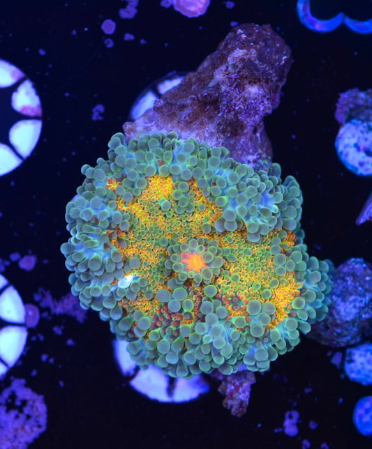 WYSIWYG Tide Rise Rainbow Yuma Mushroom 2.5"