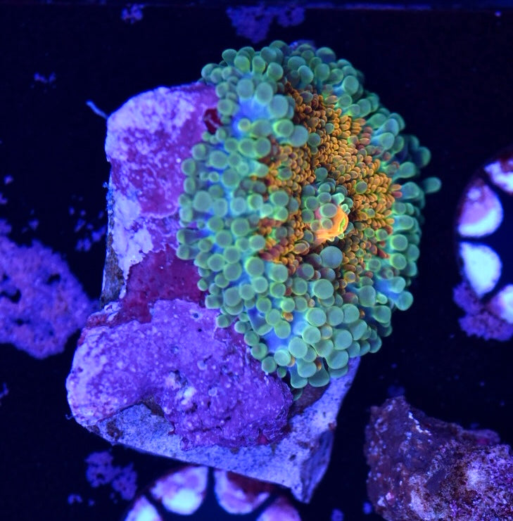 WYSIWYG Tide Rise Rainbow Yuma Mushroom 2"