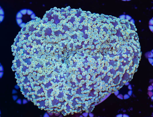 WYSIWYG XL Ultra Kingspawn Colony 6" (RARE!)