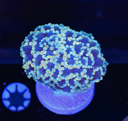 WYSIWYG Ultra Kingspawn 2.5" (RARE!)