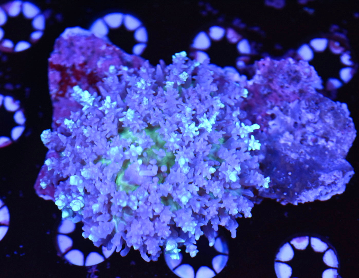 WYSIWYG Magic Carpet Hairy Mushroom 2.5"