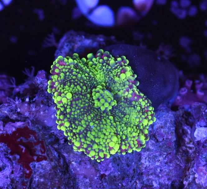 WYSIWYG Pink and Green Yuma Mushroom 1"