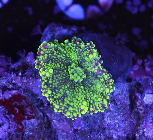 WYSIWYG Pink and Green Yuma Mushroom 1"