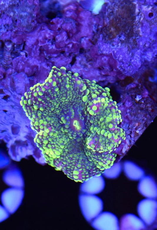 WYSIWYG Pink and Green Yuma Mushroom 1"