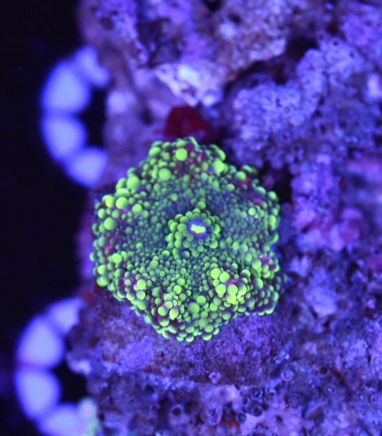 WYSIWYG Pink and Green Yuma Mushroom 1"