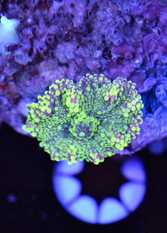 WYSIWYG Pink and Green Yuma Mushroom 1"