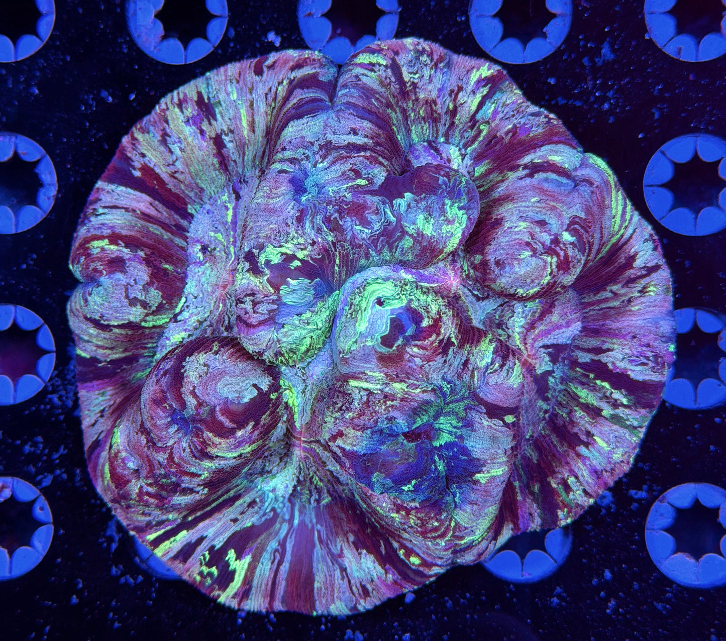 WYSIWYG Rainbow Tye-Dye Trachyphyllia 5" (WOW!)