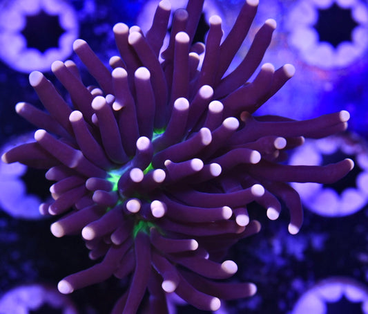 WYSIWYG Miami Hurricane Torch 3"