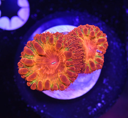 WYSIWYG Far Out Rainbow Blastomussa 2" (INSANE!)