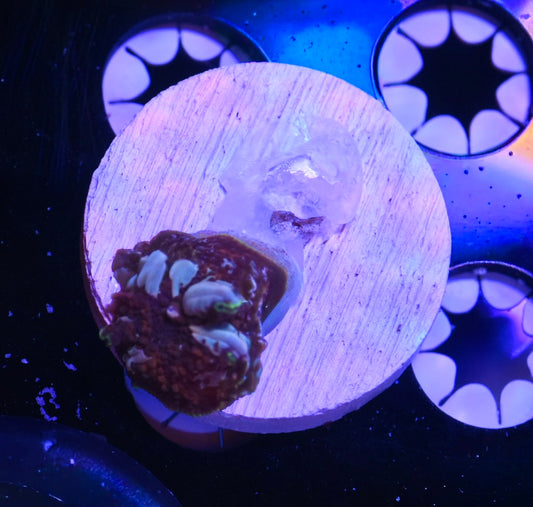 WYSIWYG DD Rainbow Bounce Mushroom 0.5"