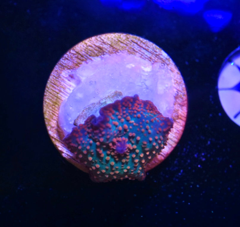 WYSIWYG Rainbow Orange Spot Discosuma Mushroom 1" (WOW!)