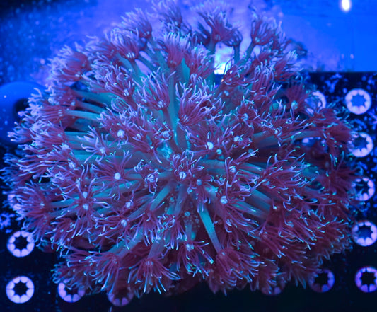 WYSIWYG XXXL Mystic Reach Long Lash Goniopora Colony 7" (WOW!)