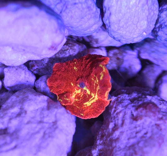 WYSIWYG Eclectus Jawbreaker Mushroom 0.75"