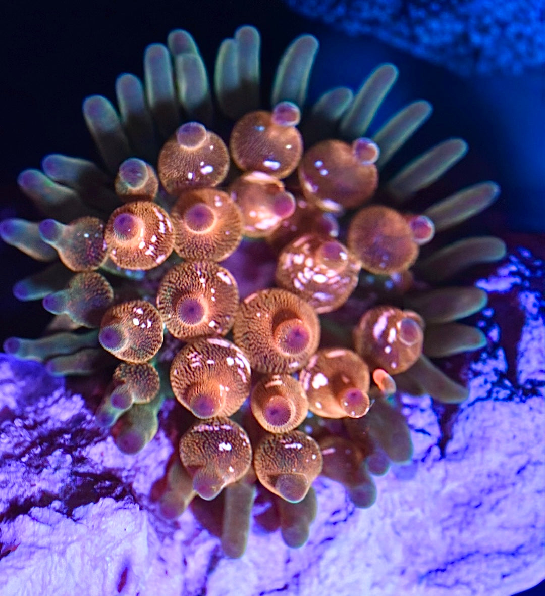 WYSIWYG Wrap Drive Bubble Tip Anemone 2.5"