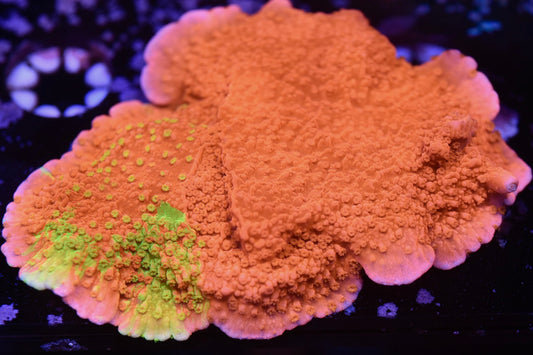 WYSIWYG XL Grafted Montipora Frag 3"