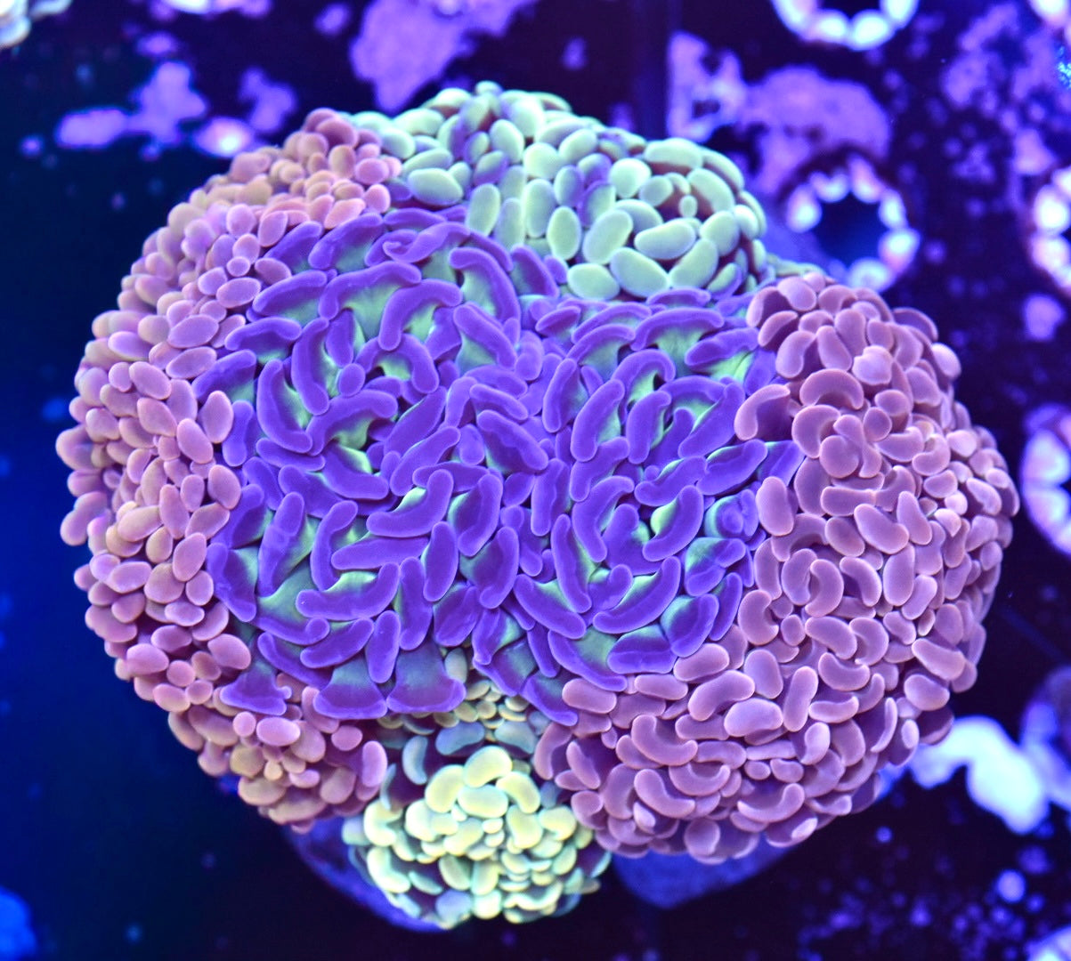 WYSIWYG XL Mixed Hammer Colony 4.5" (WOW!)