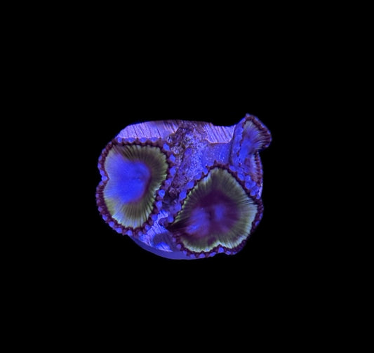 WYSIWYG Grandis Palythoa Coral Frag